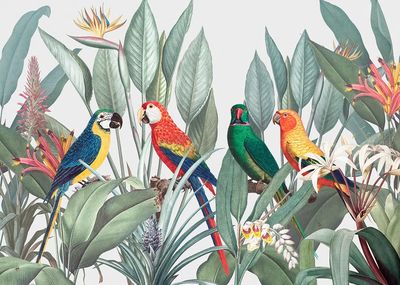 Colorful macaws tropical background illustration. poster print