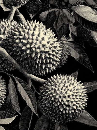 Durian Botanical Ink Poster. poster print