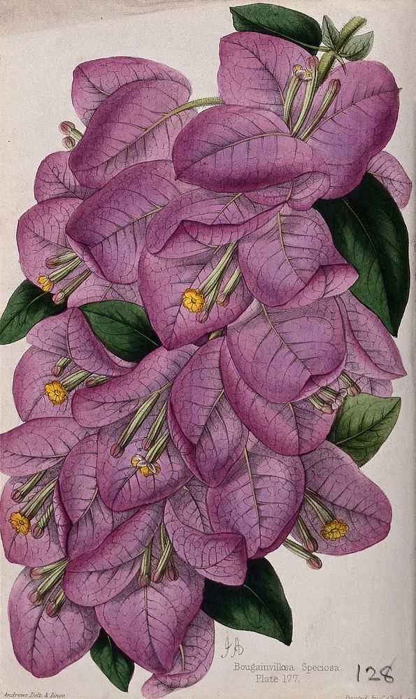 Bougainvillea Speciosa — Botanical Print. poster detail
