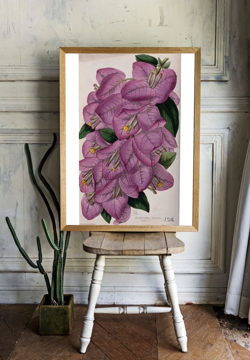 Bougainvillea Speciosa — Botanical Print. — room view 1