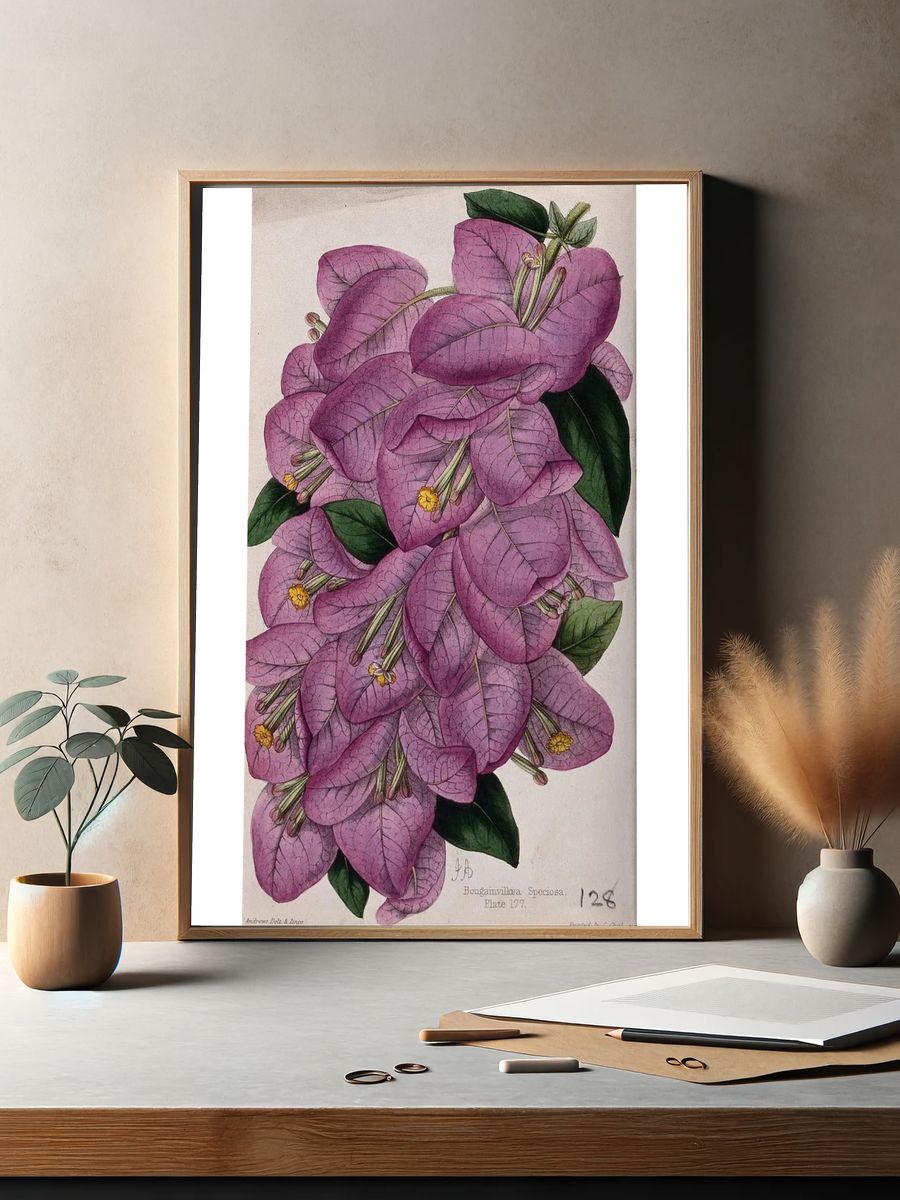Bougainvillea Speciosa — Botanical Print. — room view 2