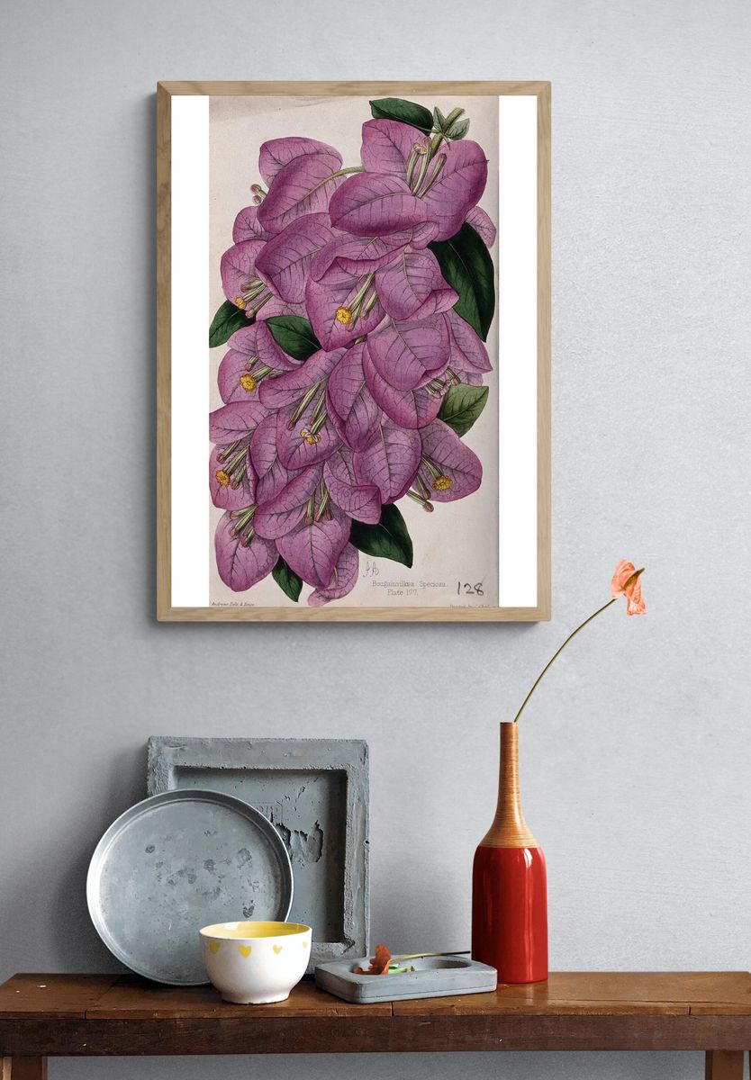 Bougainvillea Speciosa — Botanical Print. — room view 3