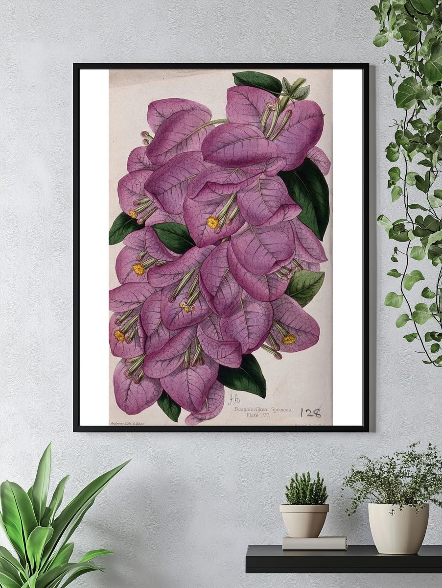 Bougainvillea Speciosa — Botanical Print. — room view 4