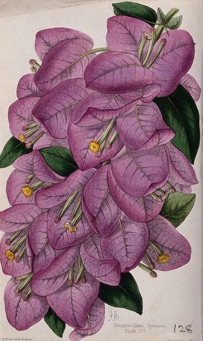 Bougainvillea Speciosa — Botanical Print. poster print