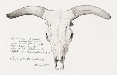 Bull Skull Illustration Poster. poster print