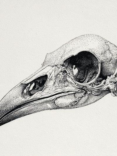 Bird Skull — Fine Art Print. poster