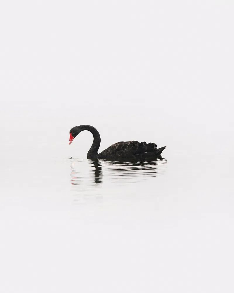 Black Swan Minimalist Photography Poster. poster — photography art