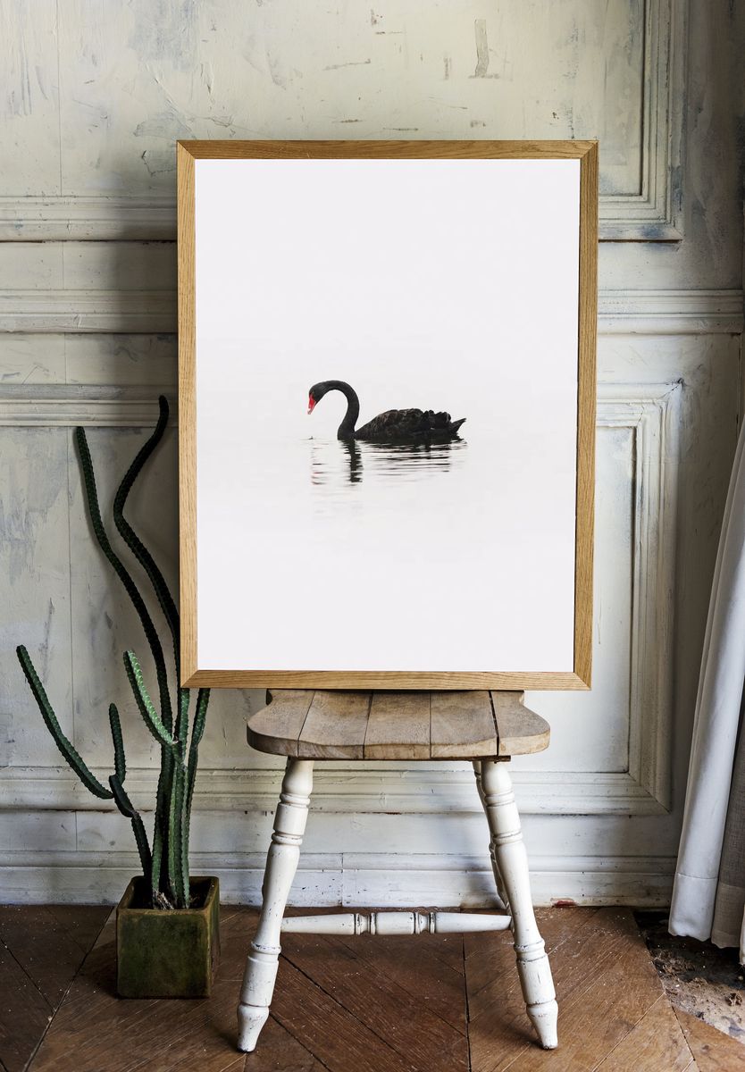Black Swan Minimalist Photography Poster room preview