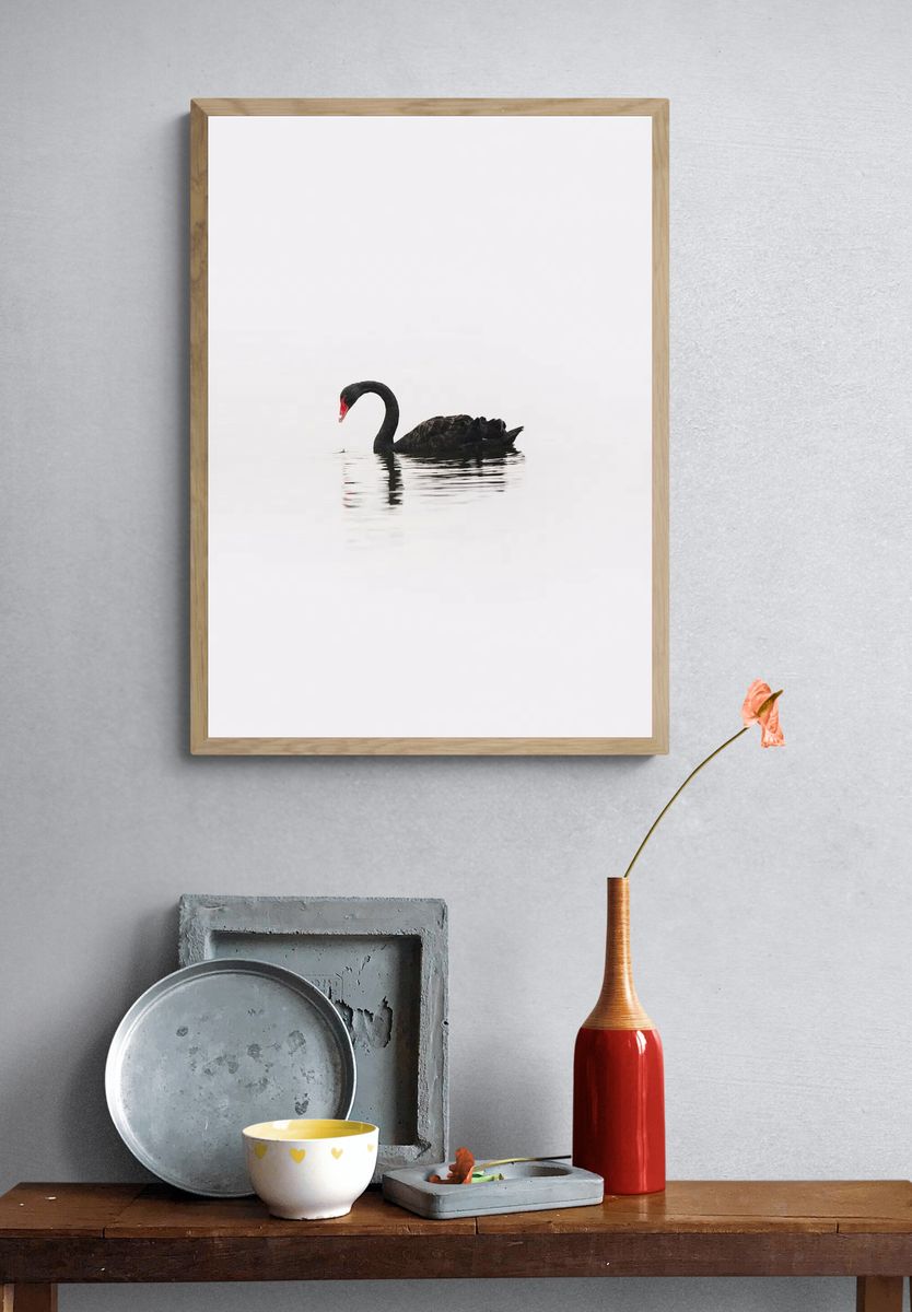 Black Swan Minimalist Photography Poster. — room view 3