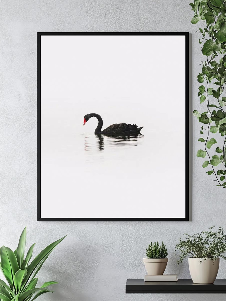 Black Swan Minimalist Photography Poster. — room view 4