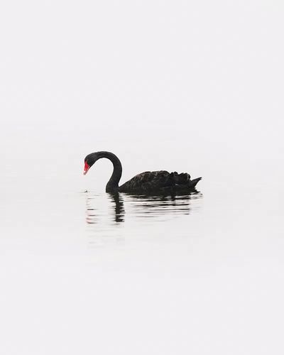 Black Swan Minimalist Photography Poster