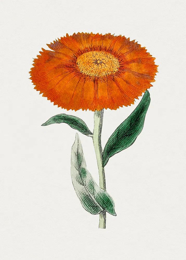 Orange Flower Botanical Poster. poster detail
