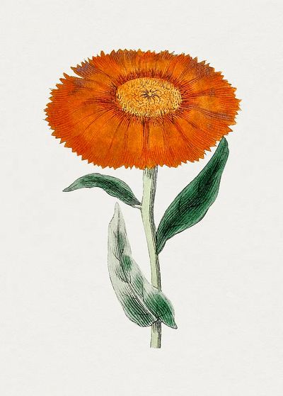 Orange Flower Botanical Poster. poster