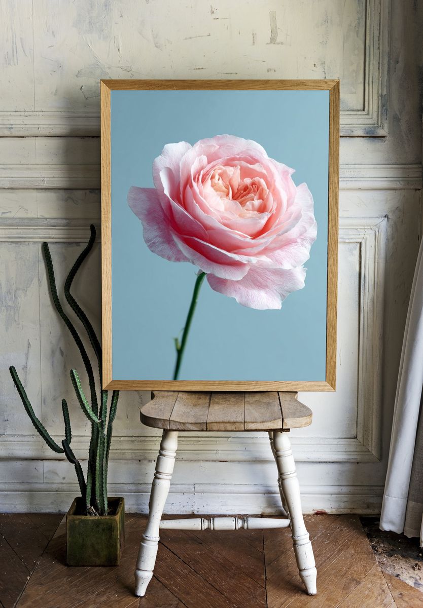 Pink Rose — Botanical Print. — room view 1