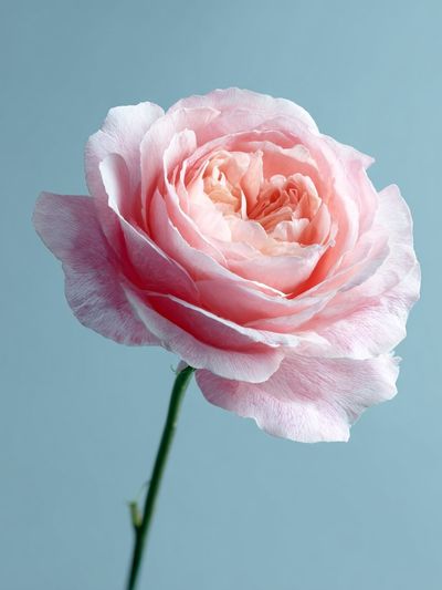 Pink Rose — Botanical Print. poster