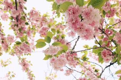 Cherry Blossom Branch — Botanical Print. poster