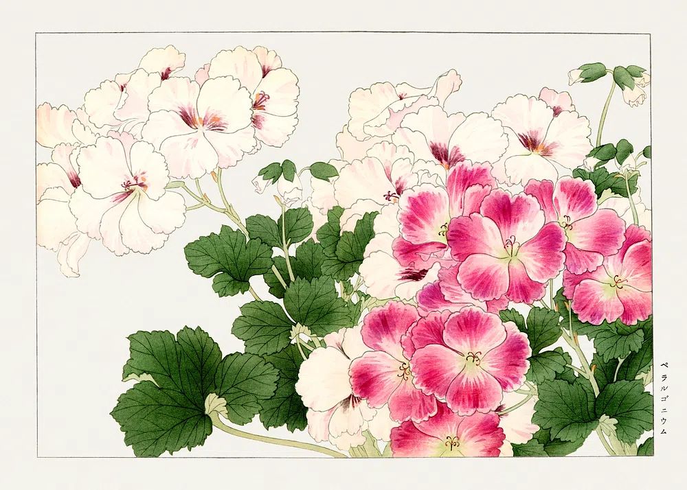 Geraniums Botanical Print. poster detail