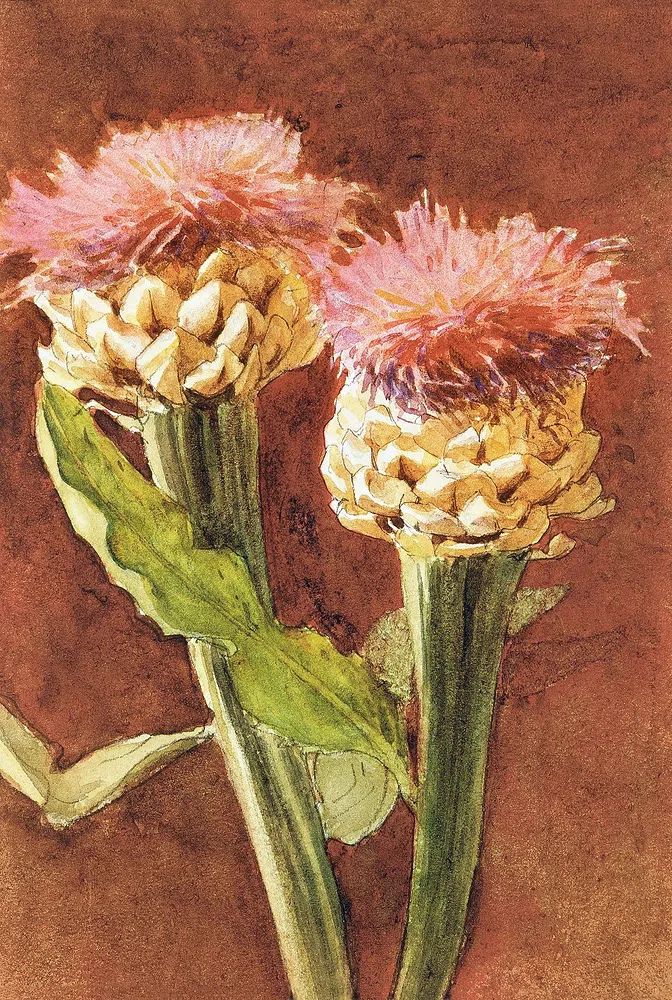 Pink Flower Watercolor Poster. poster detail