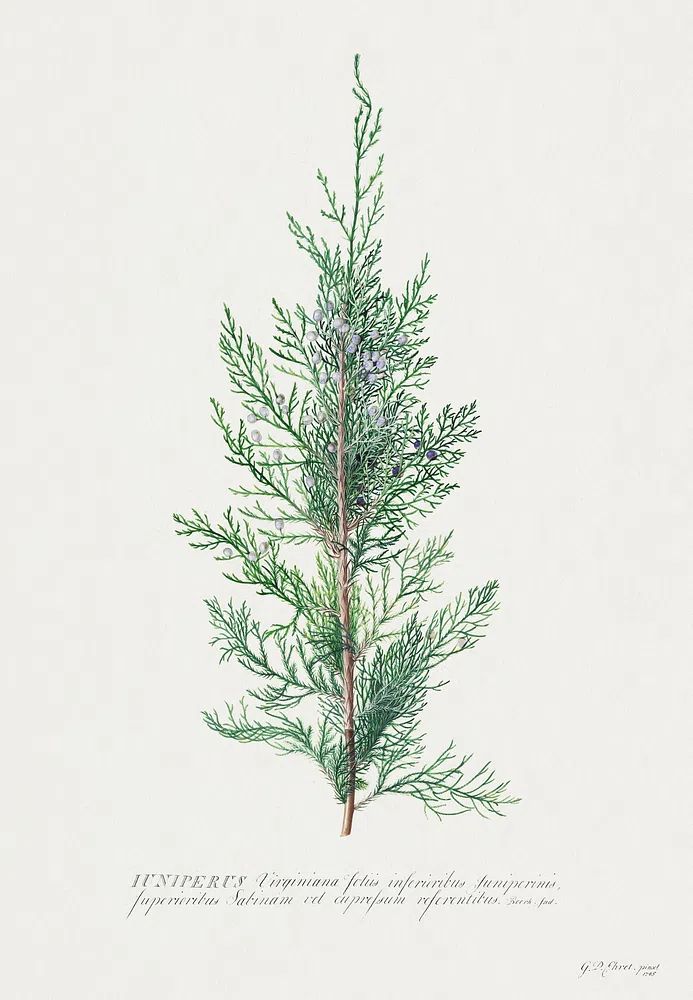 Juniperus Virginia — Botanical Print. poster — botanical art