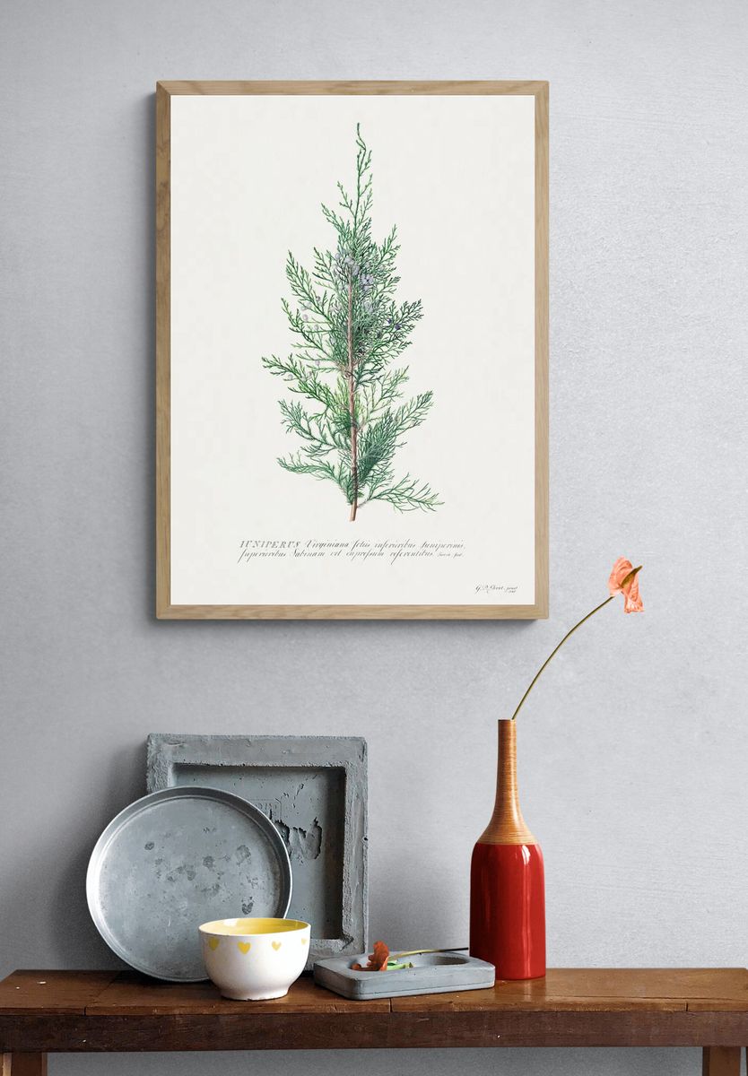 Juniperus Virginia — Botanical Print. — room view 3