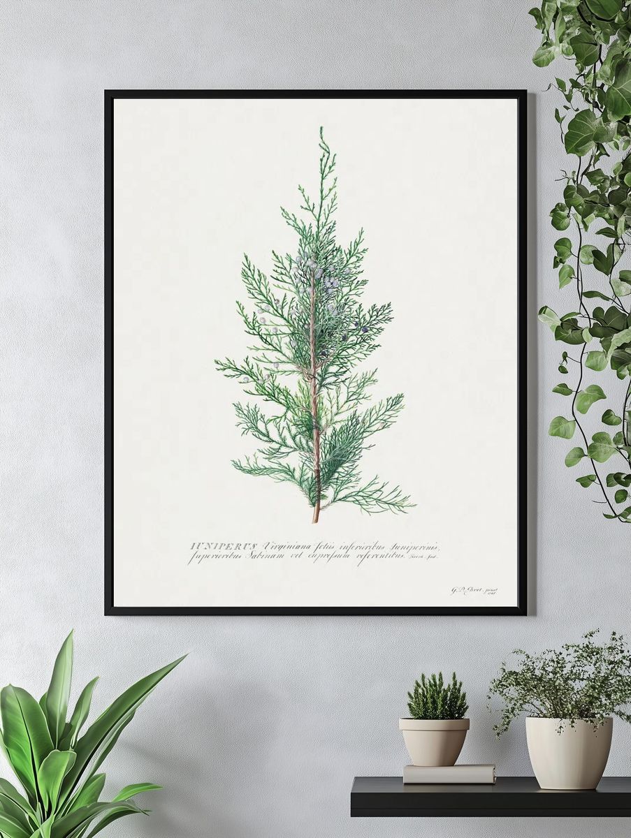 Juniperus Virginia — Botanical Print. — room view 4