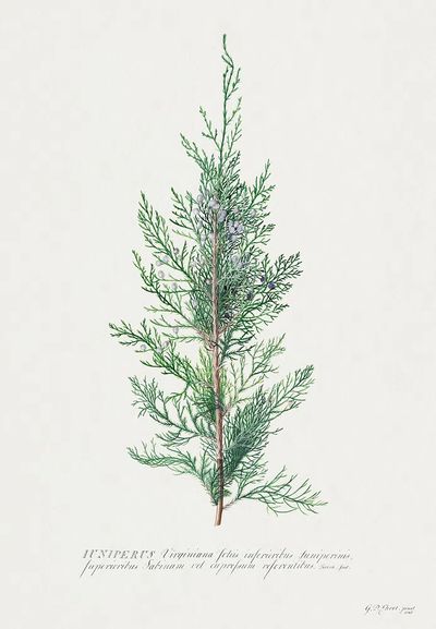 Juniperus Virginia — Botanical Print. poster print