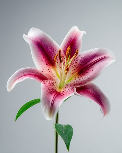 Pink Lily Botanical Poster. poster