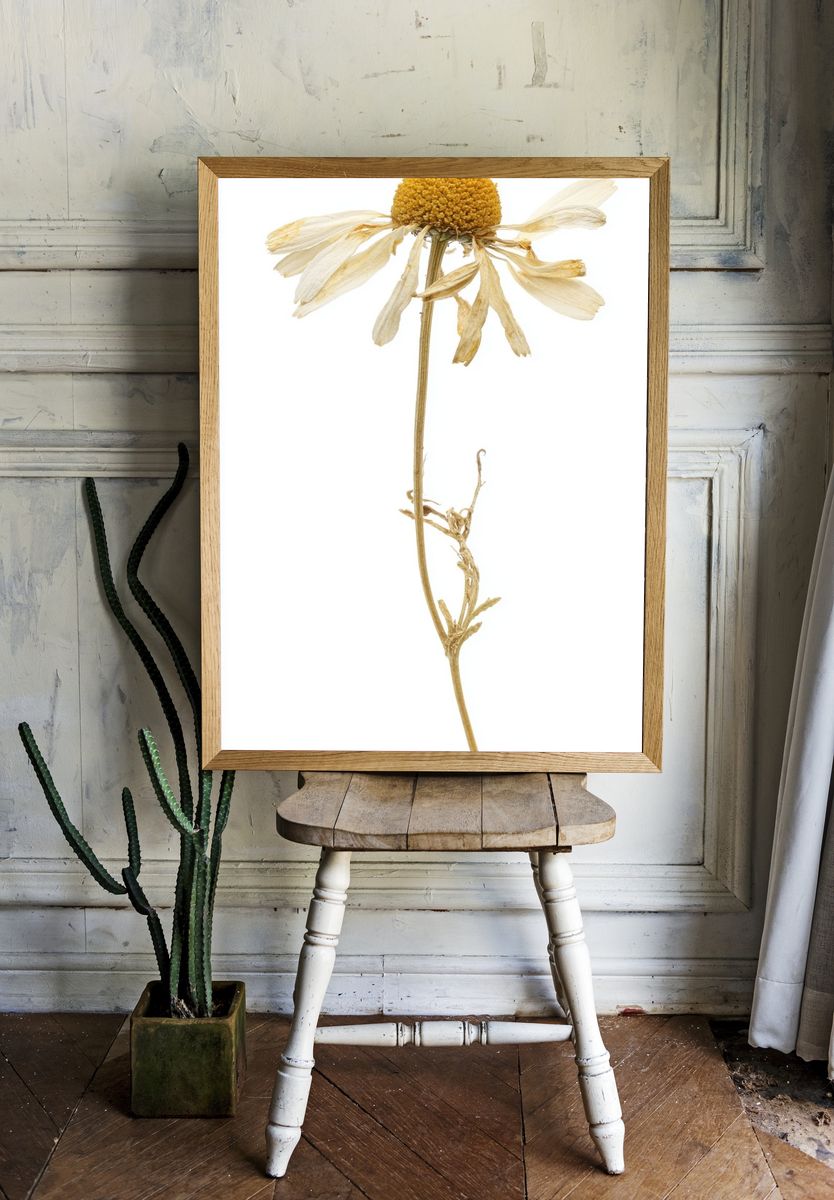 Dried Flower — Botanical Print. — room view 1