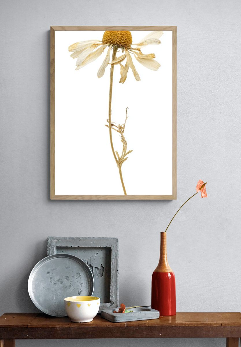 Dried Flower — Botanical Print. — room view 3