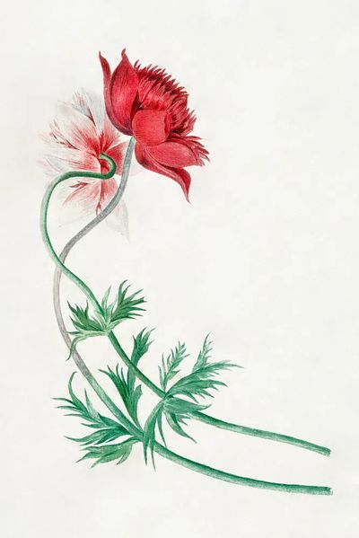 Red and White Flower Botanical Poster. poster