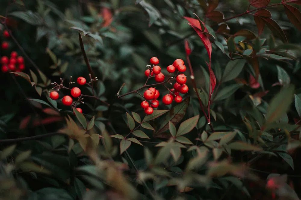 Red Berries in Green Leaves — Botanical Print. poster — botanical art