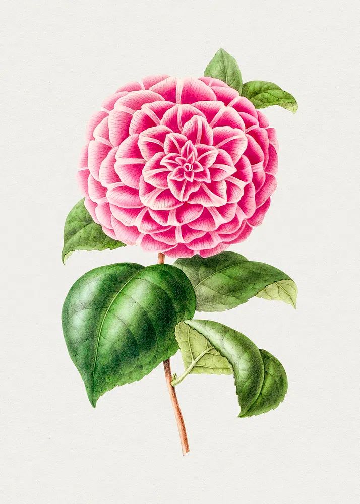 Pink Dahlia Botanical Print. poster — botanical art
