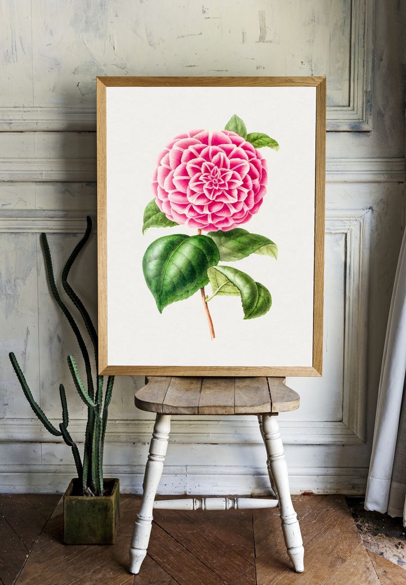 Pink Dahlia Botanical Print. — room view 1