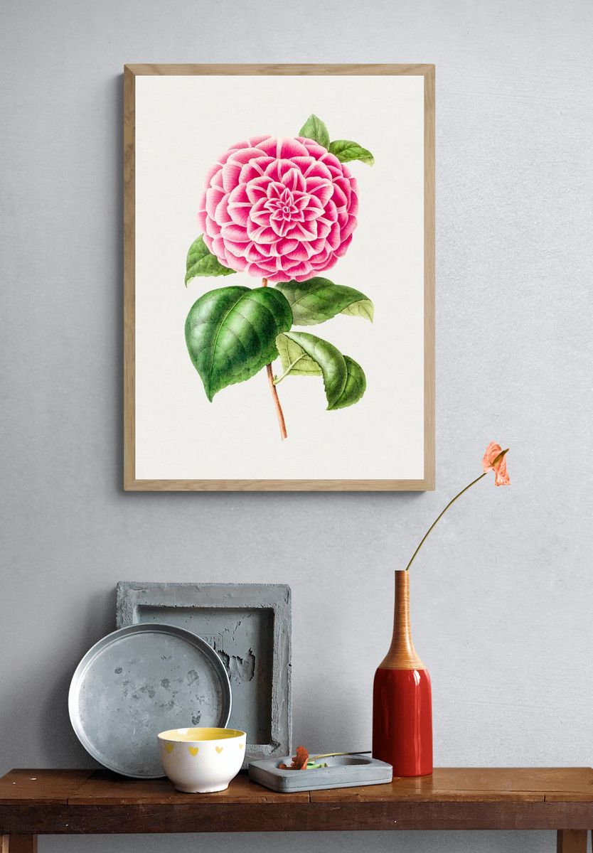 Pink Dahlia Botanical Print. — room view 3