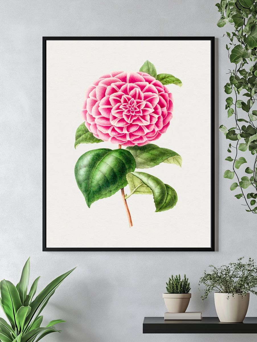 Pink Dahlia Botanical Print. — room view 4