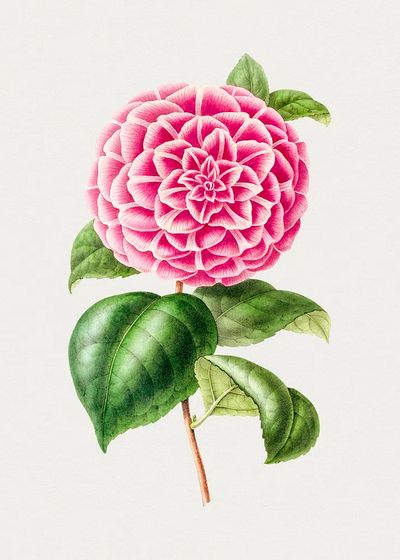 Pink Dahlia Botanical Print. poster
