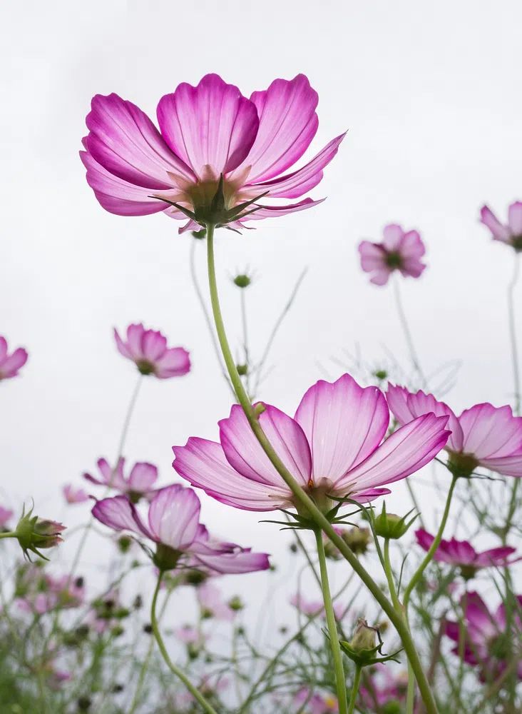 Pink Cosmos Flowers — Botanical Print. poster — botanical art