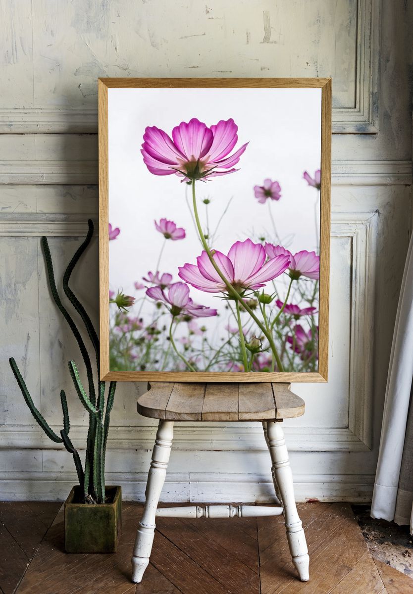 Pink Cosmos Flowers — Botanical Print. — room view 1