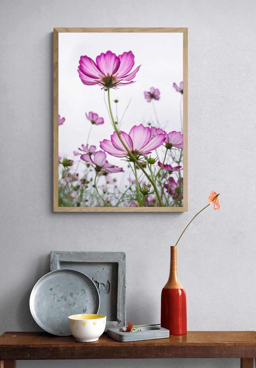 Pink Cosmos Flowers — Botanical Print. — room view 3