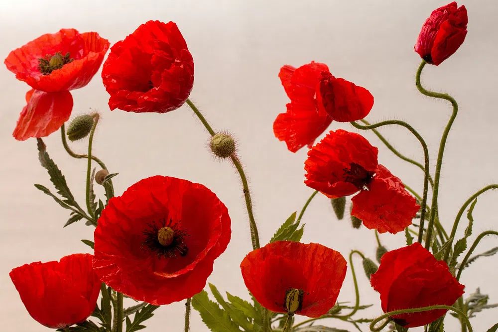 Red Poppy Flowers — Botanical Print. poster detail