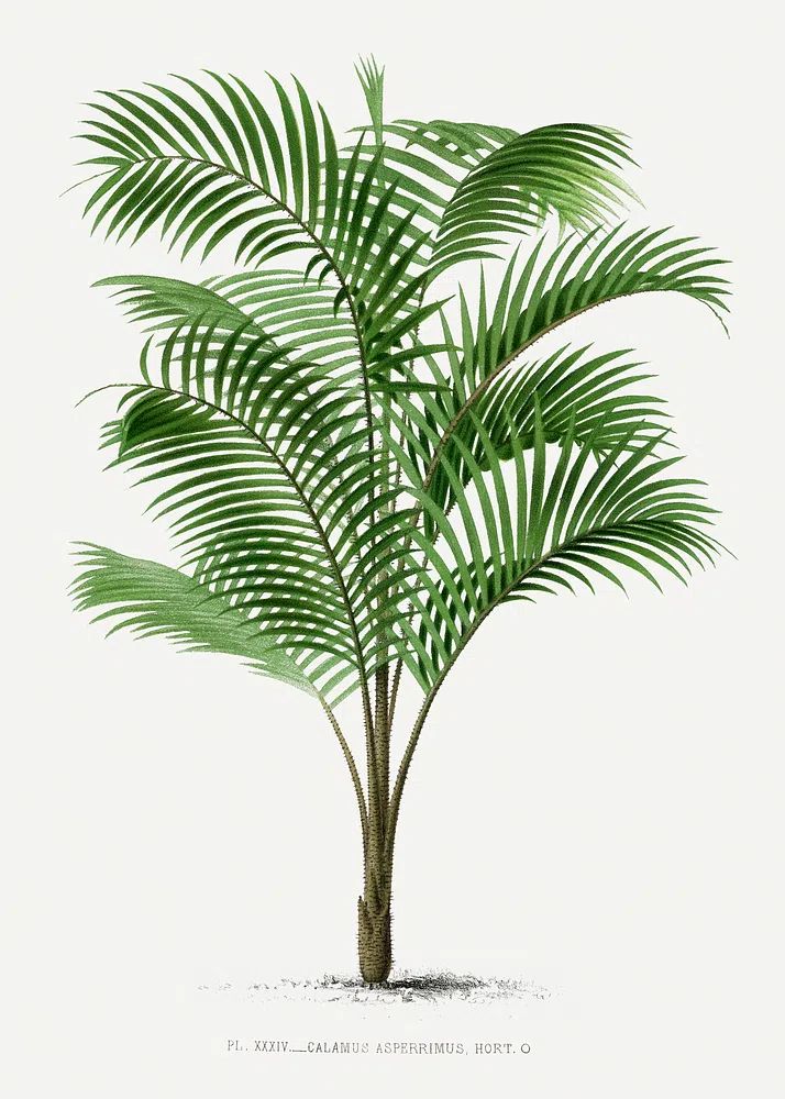 Calamus Asperrimus Botanical Print. poster — botanical art