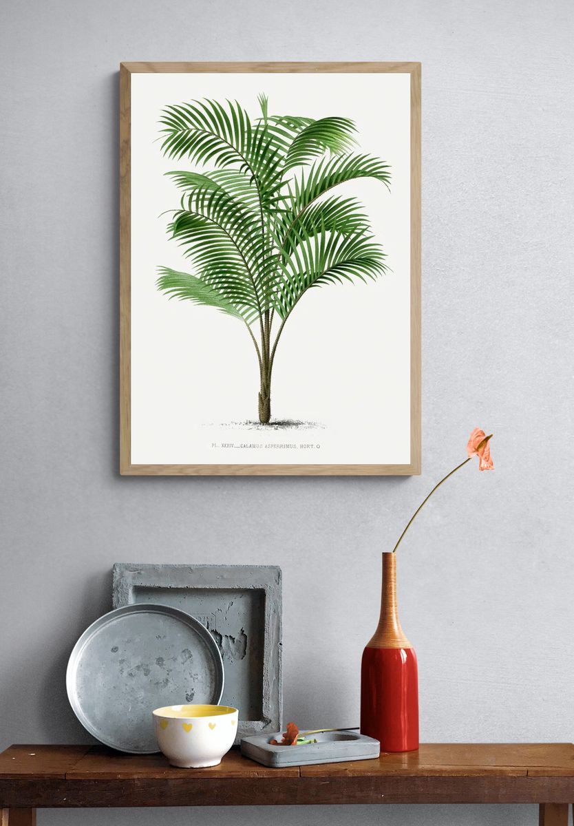 Calamus Asperrimus Botanical Print. — room view 3