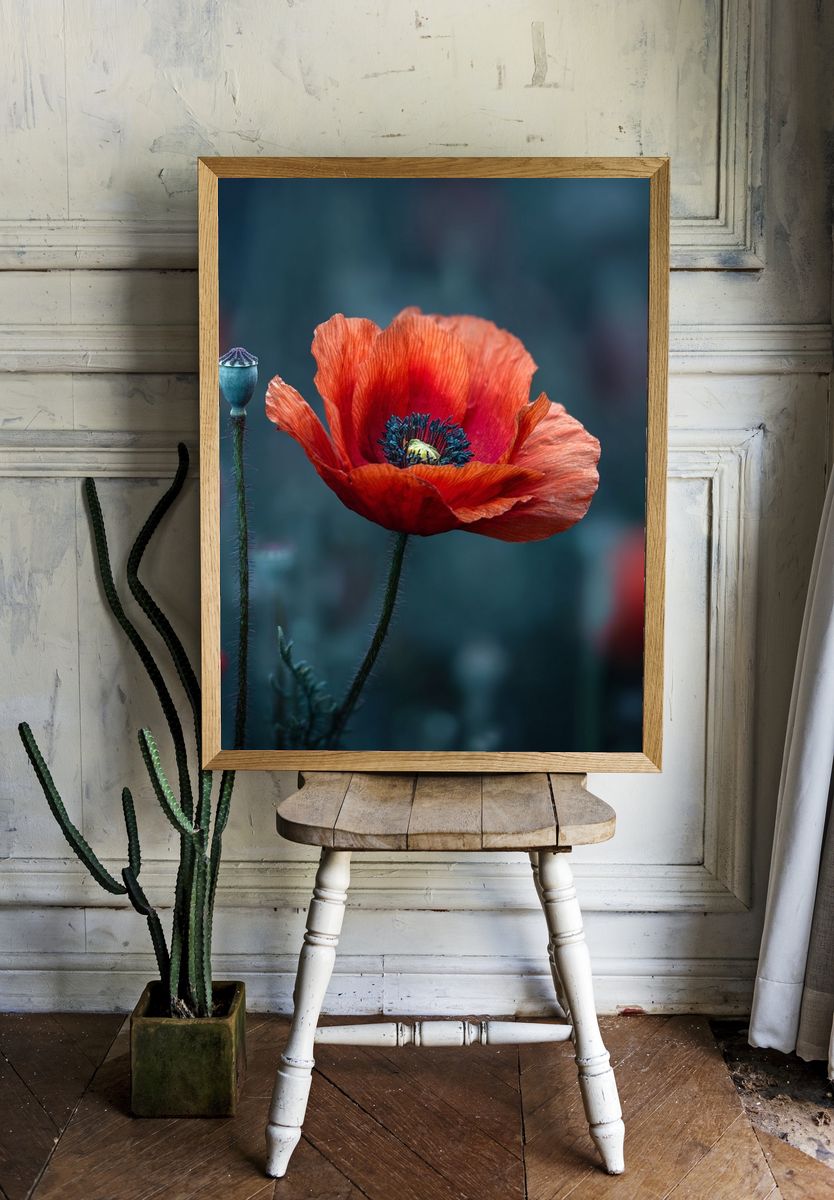 Vibrant Red Poppy — Botanical Print. — room view 1