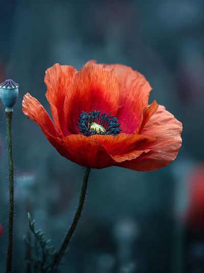 Vibrant Red Poppy — Botanical Print. poster print