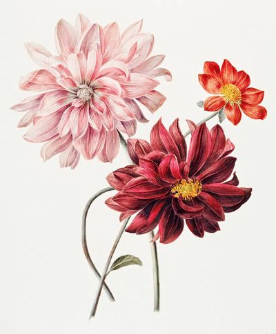 Floral Bouquet — Botanical Print. poster print