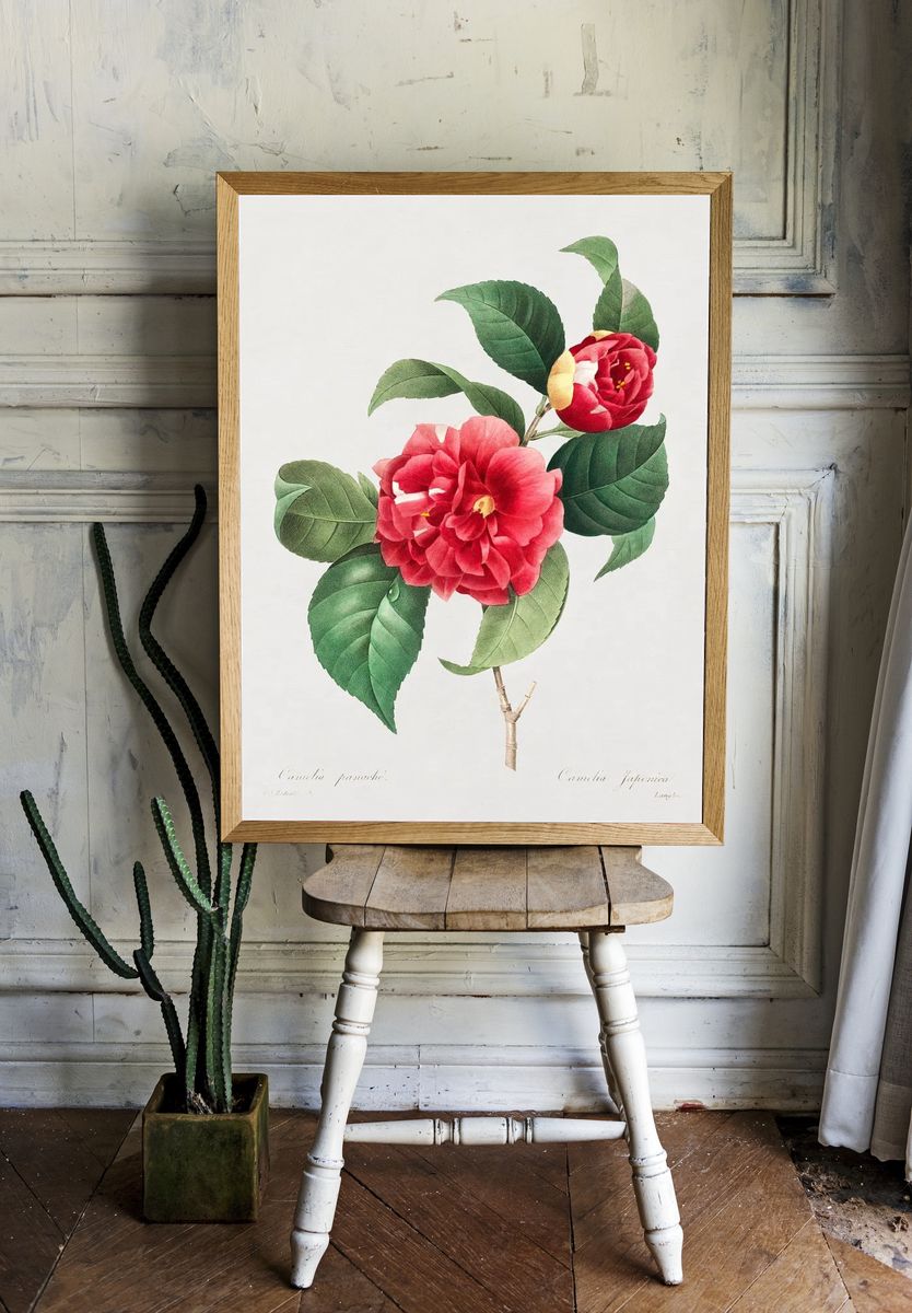 Camellia Japonica — Botanical Print. — room view 1