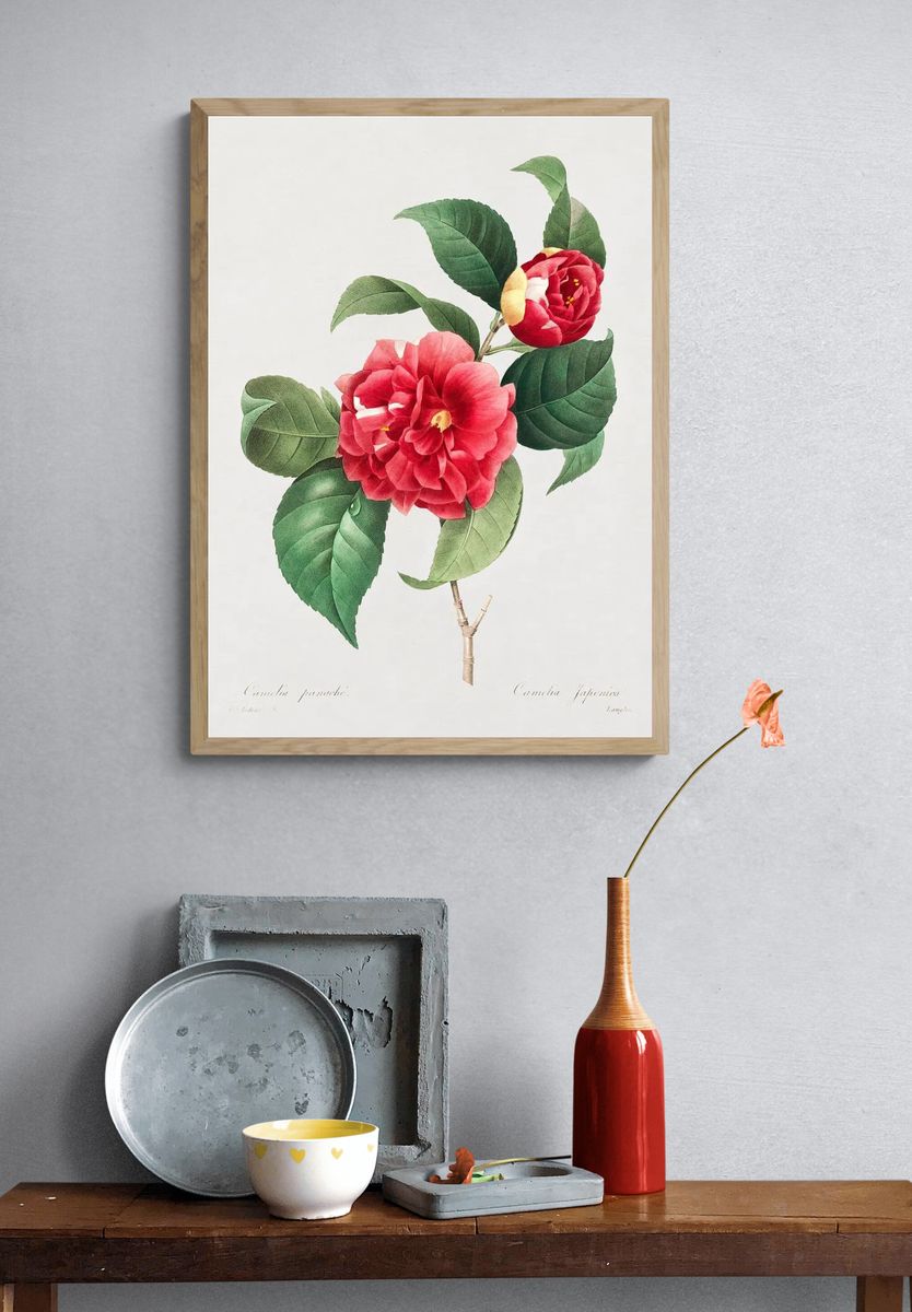 Camellia Japonica — Botanical Print. — room view 3