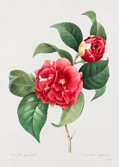 Camellia Japonica — Botanical Print. poster print