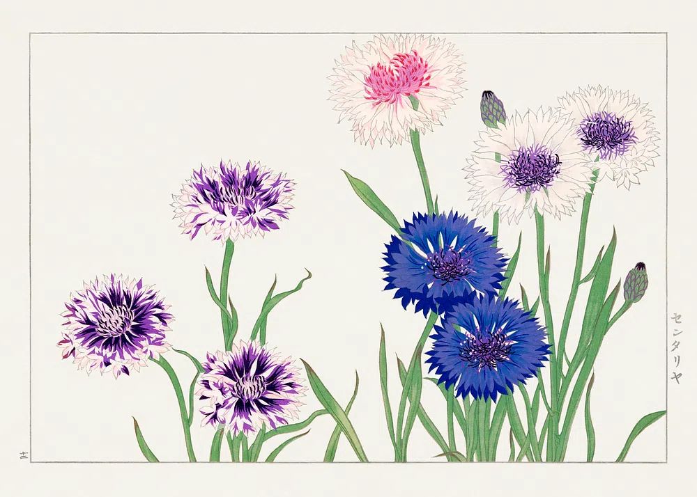 Colorful Flowers — Botanical Print. poster detail