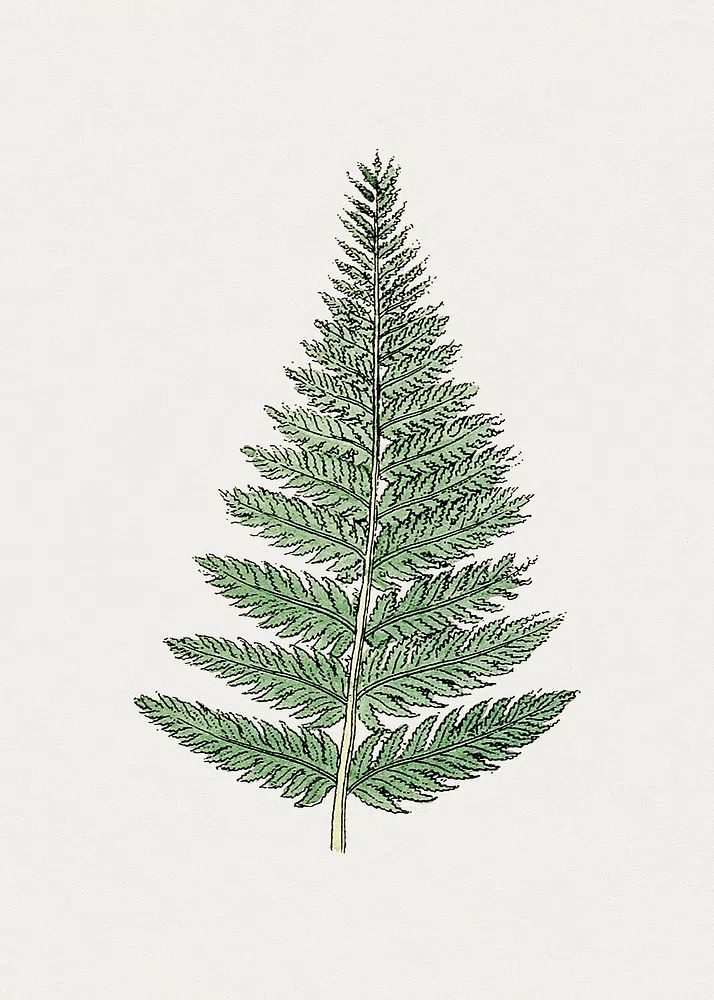 Fern Leaf Botanical Print. poster detail
